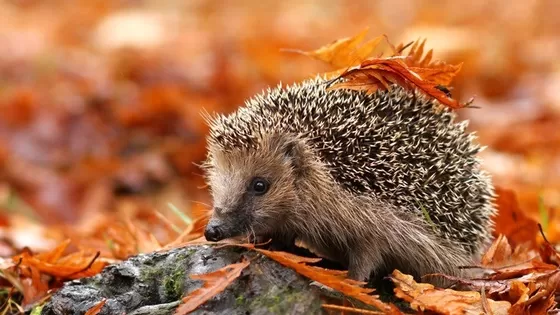 Hoe je van jouw tuin een egelparadijs maakt Hoe je van jouw tuin een egelparadijs maakt